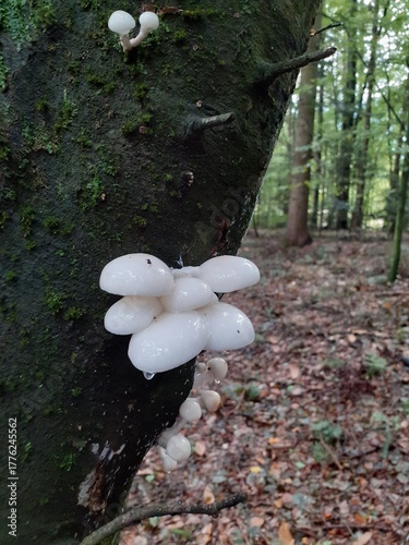 Pilze: Buchen-Schleimrübling (Mucidula mucida)
