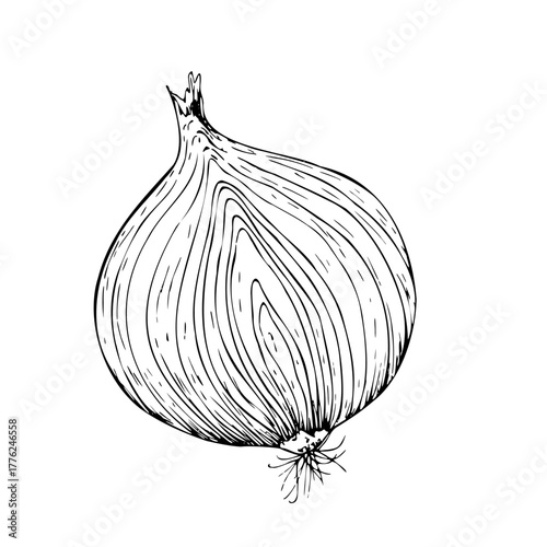 Wallpaper Mural Vector fresh onion in section. Graphic ink half vegetable illustration, isolated on background. Hand drawn line sketch. For designers, prints, logo, icon, menu, postcards, holiday, covers Torontodigital.ca
