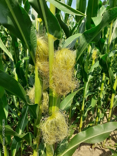 Mais auf einem Acker