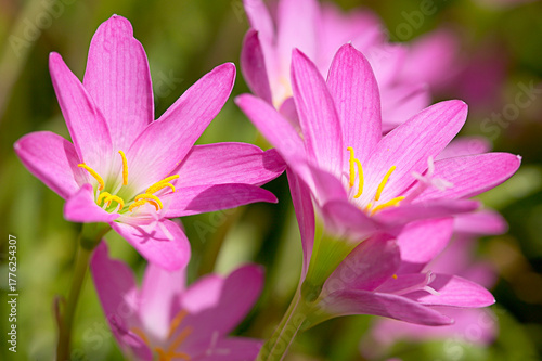 pink and yellow flowers