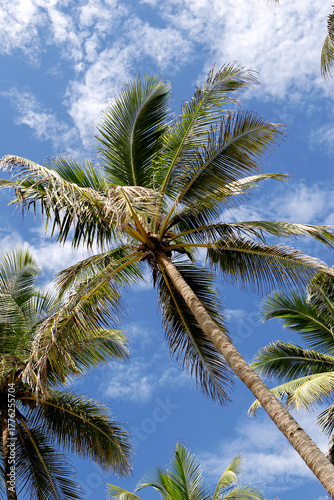 Wallpaper Mural palm trees against blue sky Torontodigital.ca