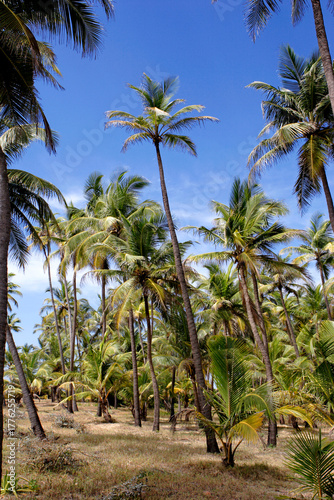 Wallpaper Mural palm trees on the beach Torontodigital.ca