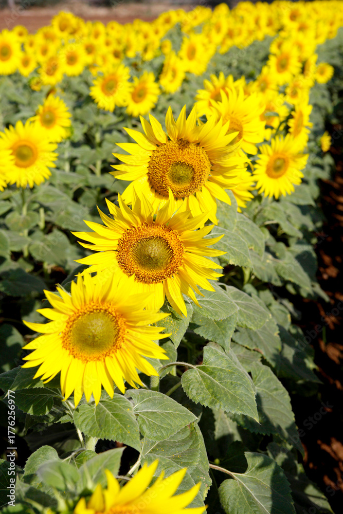 Fototapeta premium field of sunflowers