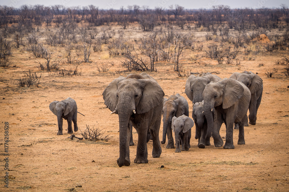 Obraz premium African elephant in Africa on the savannah