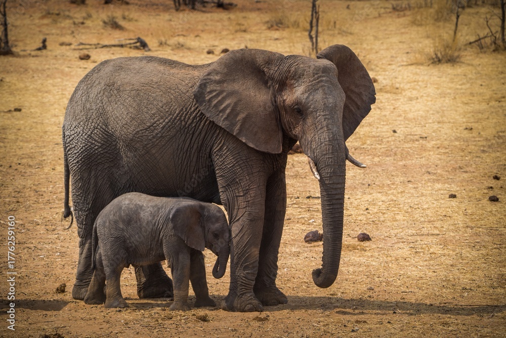 Obraz premium African elephant in Africa on the savannah