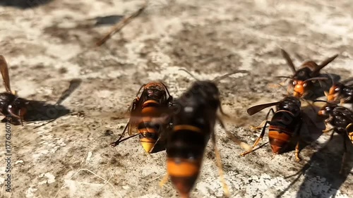 오래된 패널 위의 이끼와 유인 꿀을 먹는 장수말벌과 등검은말벌 7 Asian Giant Hornet and Yellow-legged Hornet feeding on moss and bait honey on an old panel