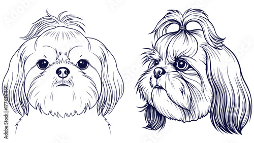 Shih Tzu Front And Side Head Views, Black And White Outline Dog Portrait Vector For Toy Breed Posters And Grooming Cards