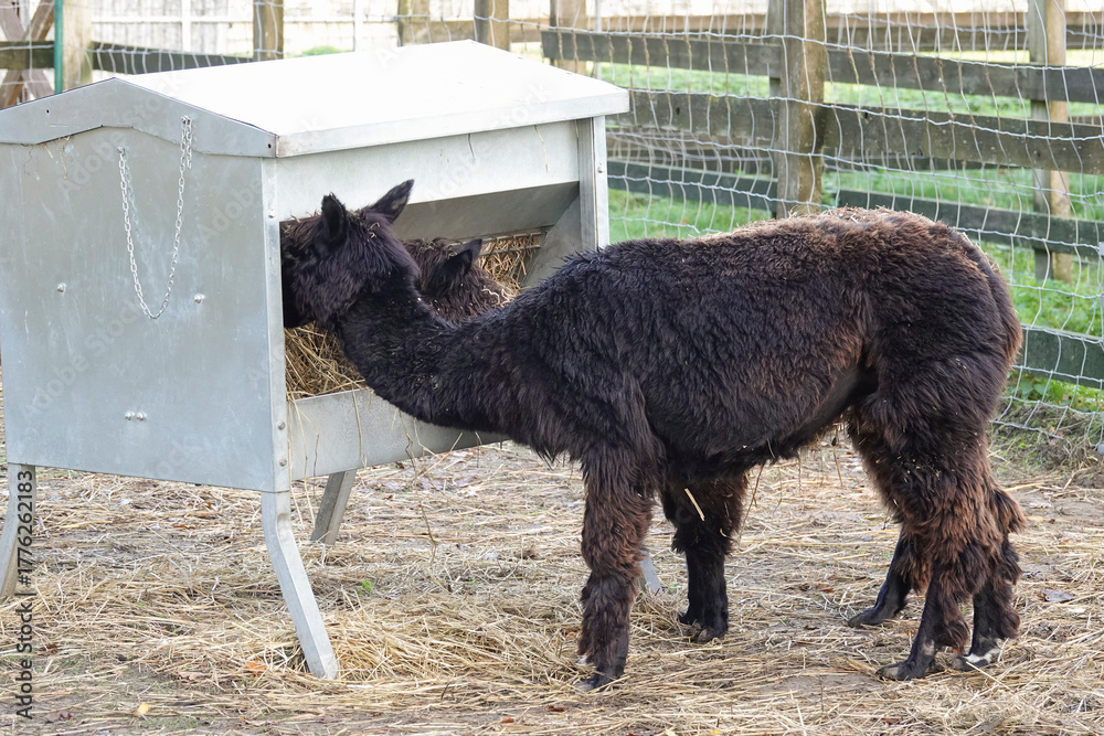Obraz premium A pair of furry, dark alpacas feed from a galvanized metal feeder, enjoying a tasty meal of hay in their outdoor enclosure.
