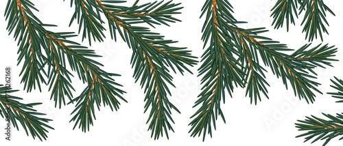 vector drawing Christmas background, fir branches with green needles , hand drawn illustration