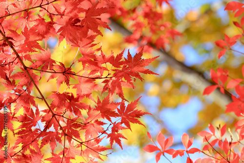 Autumn Maple Leaves with Sunny Backlight