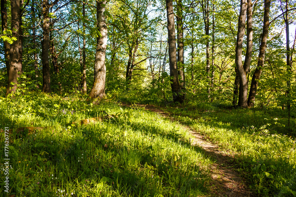 Fototapeta premium A serene woodland trail bathed in bright sunlight, flanked by lush green grass and sturdy trees. Evokes tranquility and nature's awakening during spring