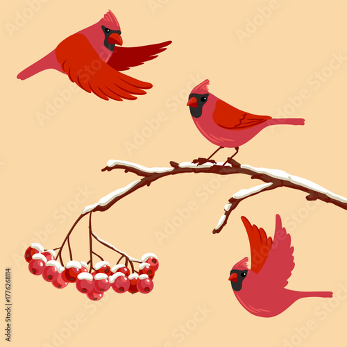 vector drawing bird, nothern cardinal at rowan branch with red berries and snow in winter, hand drawn wildlife illustration