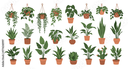 Collection of various green potted houseplants in terracotta pots, displayed against a white background.