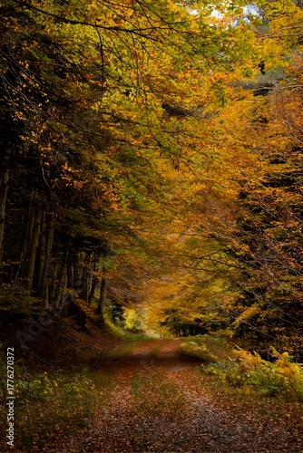 A path in the autumn forest