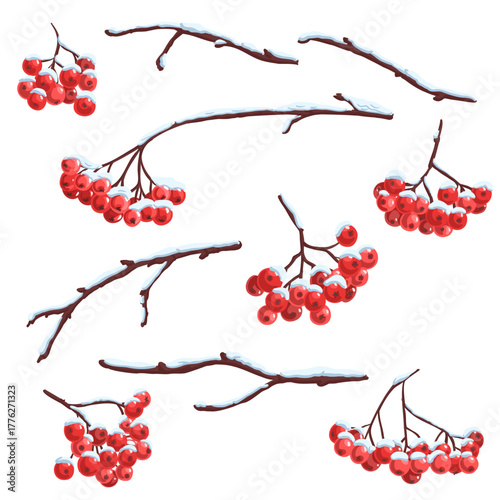 vector drawing rowan branches with red berries and snow in winter, design elements isolated at white background, hand drawn illustration