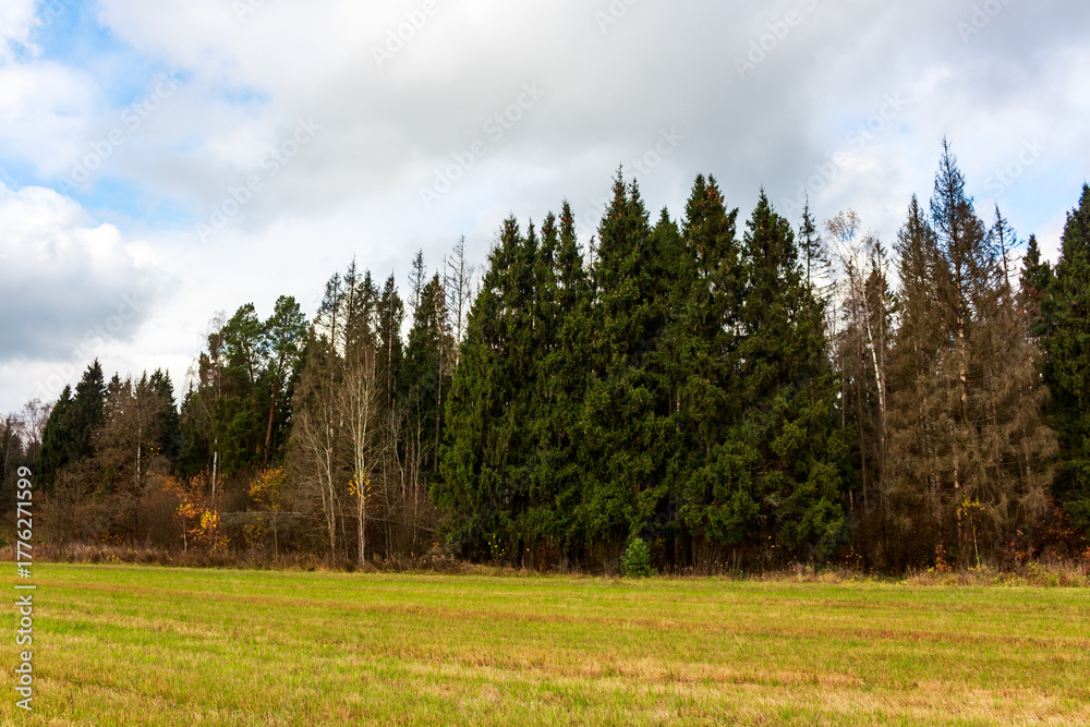 Fototapeta premium Forest edge meets an autumn field under a cloudy sky, showcasing a mix of green conifers and bare deciduous trees. Rural tranquility