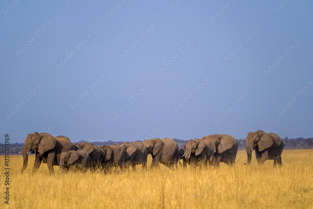 Ταπετσαρία african elephant herd in the grass in africa