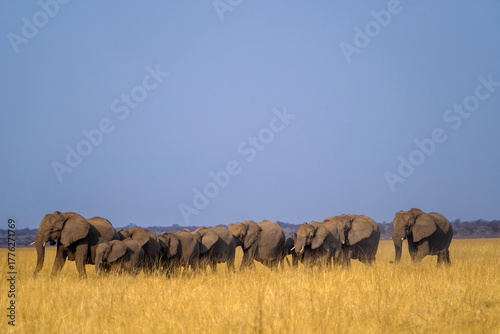 Canvas Print african elephant herd in the grass in africa
