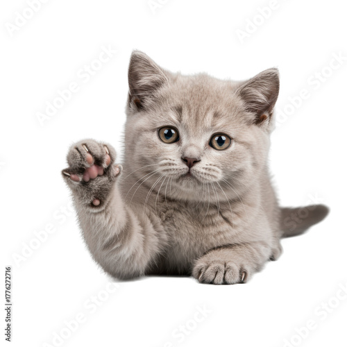 Young British Shorthair kitten with lilac-fawn fur, luminous eyes, delicate paw reaching out, on transparent studio background. Macro close-up. Concept of curious innocence