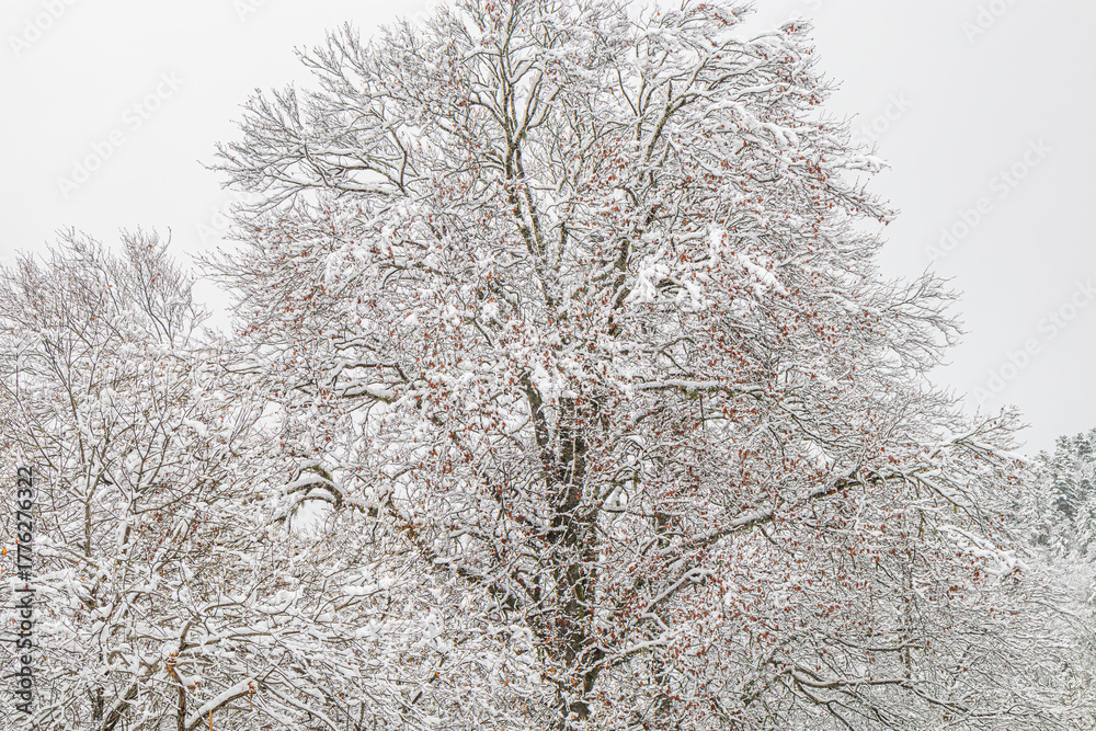 Fototapeta premium Forest landscape under fresh snow in the south in the French Pyrenees. Camurac in Occitanie in Aude. 