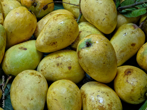 A pile of “Mamuang Tok Tuek” (Falling Mango) , a traditional mango variety from Chachoengsao Province, Thailand,  displayed for sale at a market.