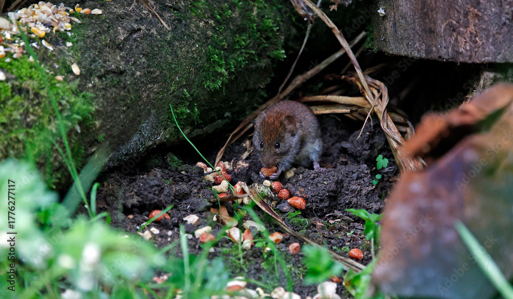 Obraz premium Voles eating dropped food under the bird feeders