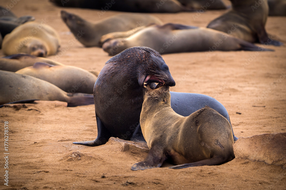 Obraz premium South African sea lion from Namibia