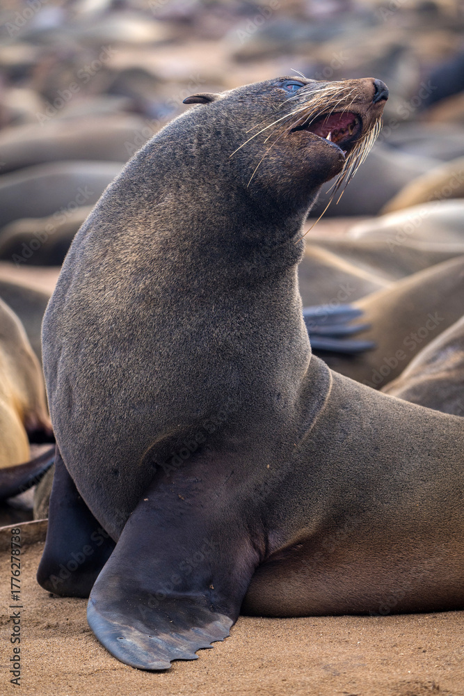 Fototapeta premium South African sea lion from Namibia
