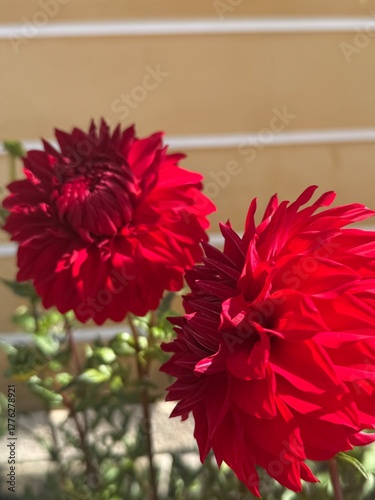 red dahlia flower