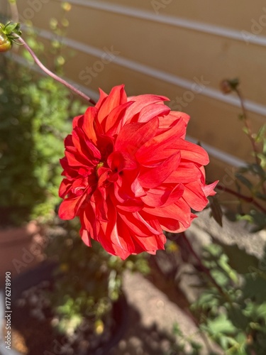 red dahlia flower
