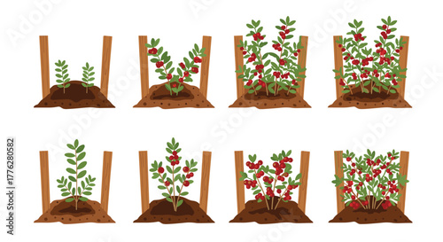 Growth stages of a cranberry or lingonberry bush, from a small sprout to a mature plant full of red berries in the soil.