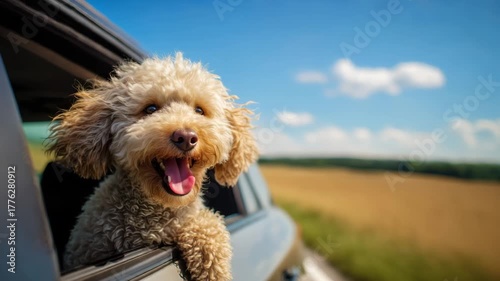 Happy poodle dog sticking head out of car window on a sunny day. Joyful pet on summer road trip vacation. Adventure and travel concept. Happy little doggy enjoy ride.