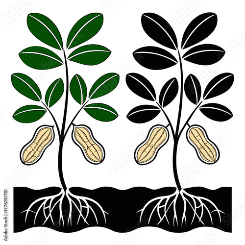 Botanical illustration of a groundnut plant showing its structure with leaves, roots, and pods in color and silhouette