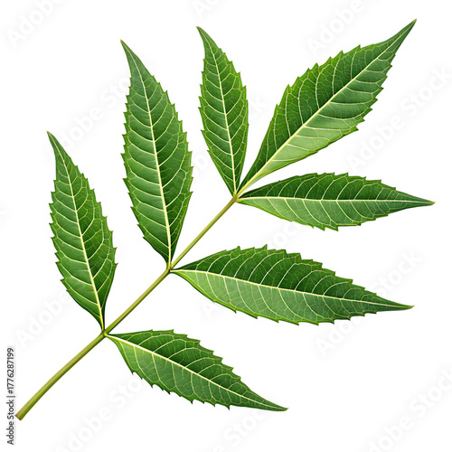 Fresh neem leaf medicinal isolated on transparent background png