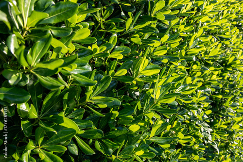 Dense hedge of pittosporum with glossy green leaves shining in warm sunlight, forming a textured natural wall