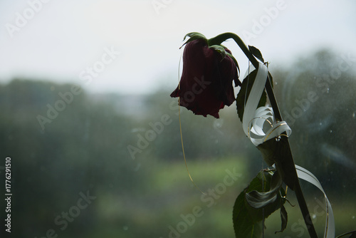 Withered rose silhouette against bright sky. The image symbolizes fading beauty, lost love, or the passage of time.