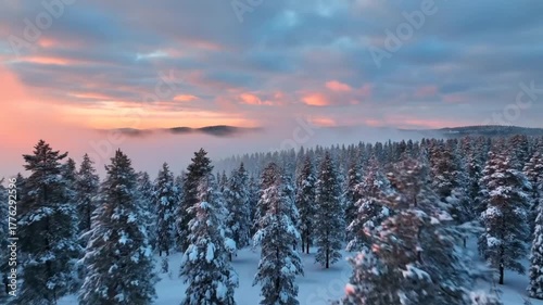 冬空に映える珊瑚色の霧: 雪の松林を覆う幻想的な風景、ダイナミックな瞬間