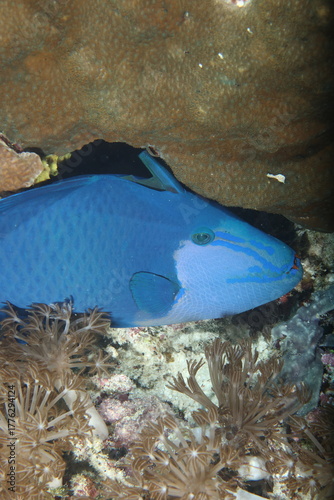 Niger triggerfish (Odonus niger)