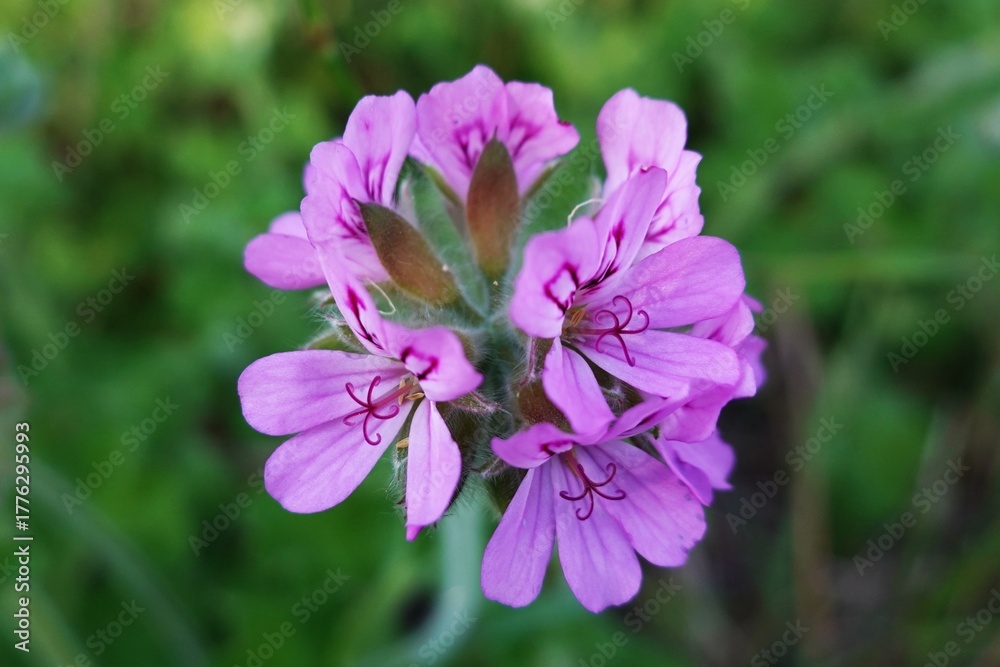 Fototapeta premium purple flowers in the garden