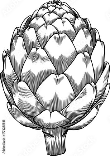 artichoke vector illustration, ink drawing