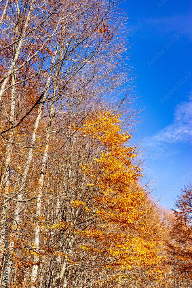 Fototapeta premium Autumn Forest Trees Showing Vibrant Seasonal Colors Against Blue Sky