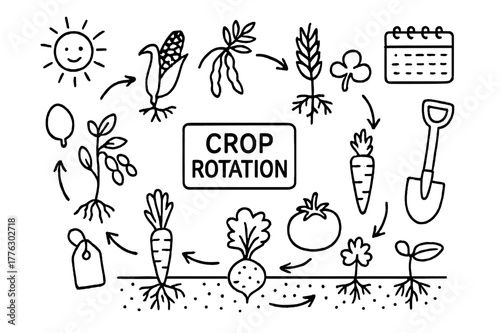 Crop Rotation Diagram. Crop rotation. Hand-drawn doodle illustration Crop rotation corn, beans, wheat, clover, carrot, tomato, calendar, arrows, cycle diagram,