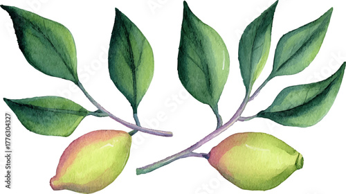 Botanical Lemon Fruit Watercolor Art Illustration Vector
