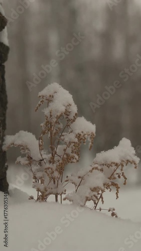 Vertical video. Snow lies on the yellow grass. Gloomy winter forest landscape.