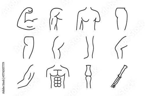 Muscle Group Icons. Muscle groups. Line icon set of muscle groups: biceps, triceps, deltoid, pectoral, quadriceps, hamstring, calf muscle, gluteus, forearm,