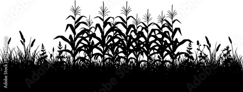 Silhouette of a cornfield with grass in the foreground isolated on transparent background
