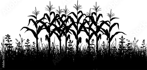 Silhouette of a cornfield with grass in the foreground isolated on transparent background
