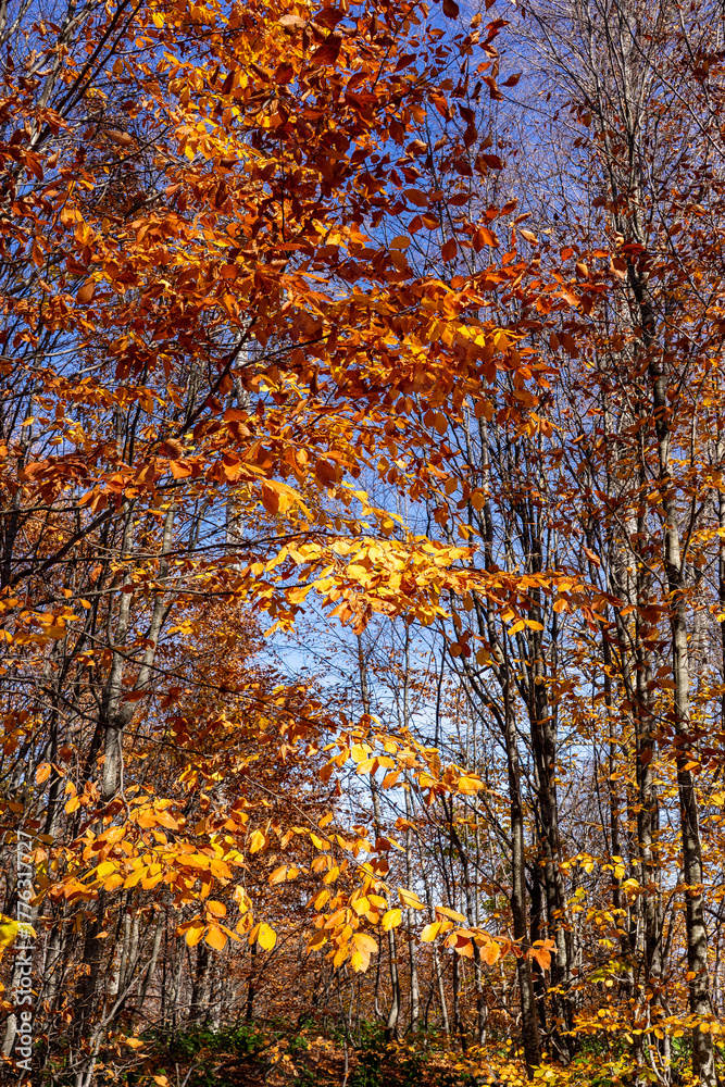 Fototapeta premium Autumn Forest Trees Showing Vibrant Seasonal Colors Against Blue Sky