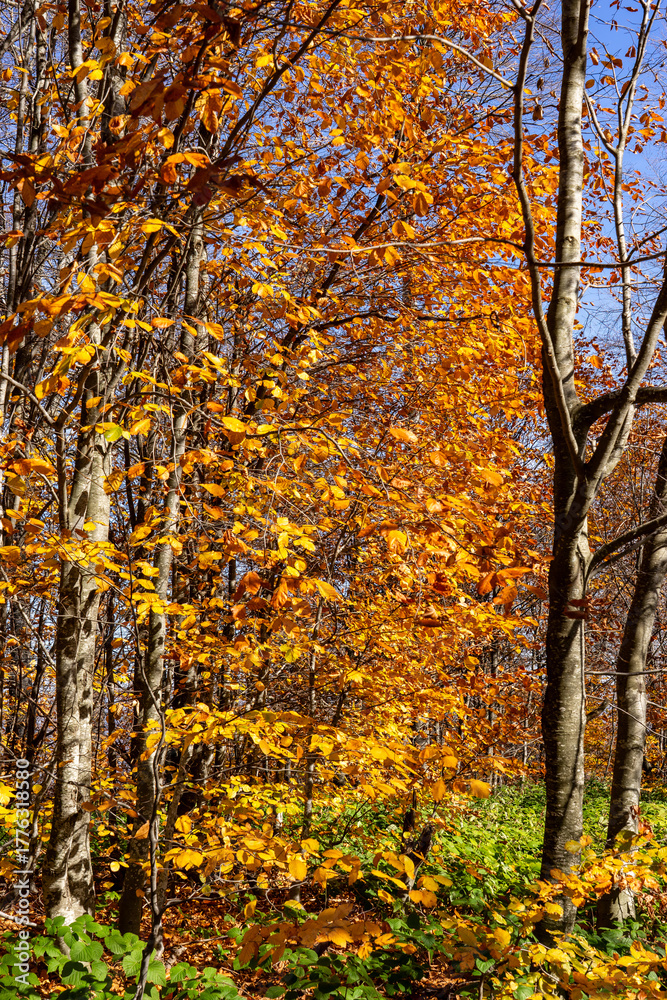 Obraz premium Autumn Forest Trees Showing Vibrant Seasonal Colors Against Blue Sky