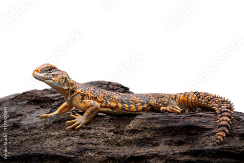 Saharan spiny-tailed lizard (Uromastyx geyri) is endemic to North Africa.
